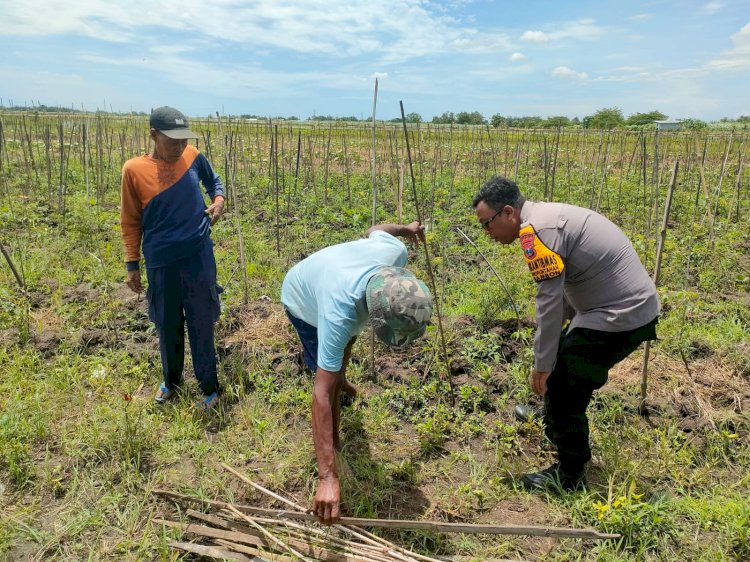 Manfaatkan Lahan Kosong Rumah untuk Budidaya Lele, Warga Wonocolo Taman Dukung Ketahanan Pangan